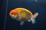 Ranchu  Sakura 4 Inch (ID#211R1c-63) Free2Day SHIPPING