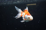 Ryukin Long Tail Red White 5 Inch (ID#321Ry8a-1) Free2Day SHIPPING