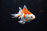 Ryukin Long Tail Red White 5 Inch (ID#321Ry8a-1) Free2Day SHIPPING