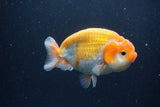 Ranchu  Sakura 4 Inch (ID#211R1c-63) Free2Day SHIPPING