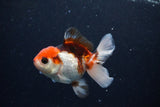 Juvenile Thai Oranda  Tricolor 3.5 Inch (ID#1126To13b-67) Free2Day SHIPPING