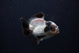 Short Body Thai Oranda  Panda 3.5 Inch (ID#0110T14b-103) Free2Day SHIPPING