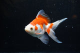 Ryukin Long Tail Red White 5 Inch (ID#321Ry8a-1) Free2Day SHIPPING