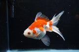 Ryukin Long Tail Red White 5 Inch (ID#321Ry8a-1) Free2Day SHIPPING