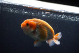 Ranchu  Sakura 4 Inch (ID#211R1c-63) Free2Day SHIPPING