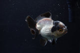 Short Body Thai Oranda  Panda 3.5 Inch (ID#0110T14b-103) Free2Day SHIPPING