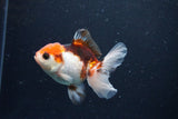 Juvenile Thai Oranda  Tricolor 3.5 Inch (ID#1126To13b-67) Free2Day SHIPPING