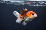 Juvenile Thai Oranda  Tricolor 3.5 Inch (ID#1126To13b-67) Free2Day SHIPPING