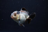 Short Body Thai Oranda  Panda 3.5 Inch (ID#0110T14b-103) Free2Day SHIPPING