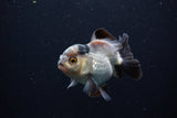 Short Body Thai Oranda  Panda 3.5 Inch (ID#0110T14b-103) Free2Day SHIPPING