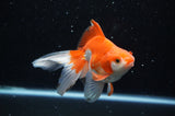Ryukin Long Tail Red White 5 Inch (ID#321Ry8a-2) Free2Day SHIPPING