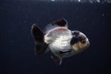 Short Body Thai Oranda  Panda 3.5 Inch (ID#0110T14b-103) Free2Day SHIPPING