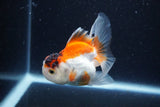 Juvenile Thai Oranda  Tricolor 4 Inch (ID#1126To13b-68) Free2Day SHIPPING