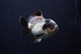 Short Body Thai Oranda  Panda 3.5 Inch (ID#0110T14b-103) Free2Day SHIPPING