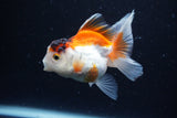 Juvenile Thai Oranda  Tricolor 4 Inch (ID#1126To13b-68) Free2Day SHIPPING