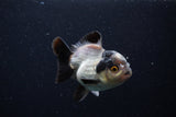 Short Body Thai Oranda  Panda 3.5 Inch (ID#0110T14b-103) Free2Day SHIPPING