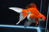 Ryukin Long Tail Red White 5 Inch (ID#321Ry8a-2) Free2Day SHIPPING