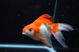Ryukin Long Tail Red White 5 Inch (ID#321Ry8a-2) Free2Day SHIPPING