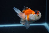 Juvenile Thai Oranda  Tricolor 4 Inch (ID#1126To13b-68) Free2Day SHIPPING