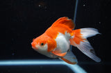 Ryukin Long Tail Red White 5 Inch (ID#321Ry8a-2) Free2Day SHIPPING