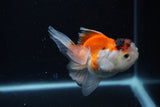 Juvenile Thai Oranda  Tricolor 4 Inch (ID#1126To13b-68) Free2Day SHIPPING