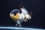 Short Body Thai Oranda  Panda 4 Inch (ID#0110T14b-104) Free2Day SHIPPING