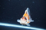 Juvenile Thai Oranda  Tricolor 4 Inch (ID#1126To13b-68) Free2Day SHIPPING