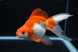 Ryukin Long Tail Red White 5 Inch (ID#321Ry8a-2) Free2Day SHIPPING