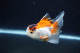 Juvenile Thai Oranda  Tricolor 4 Inch (ID#1126To13b-68) Free2Day SHIPPING