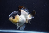 Short Body Thai Oranda  Panda 4 Inch (ID#0110T14b-104) Free2Day SHIPPING