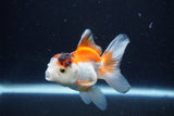 Juvenile Thai Oranda  Tricolor 4 Inch (ID#1126To13b-68) Free2Day SHIPPING