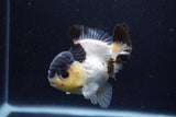 Short Body Thai Oranda  Panda 4 Inch (ID#0110T14b-104) Free2Day SHIPPING