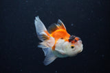 Juvenile Thai Oranda  Tricolor 4 Inch (ID#1126To13b-68) Free2Day SHIPPING