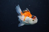 Juvenile Thai Oranda  Tricolor 4 Inch (ID#1126To13b-68) Free2Day SHIPPING