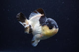 Short Body Thai Oranda  Panda 4 Inch (ID#0110T14b-104) Free2Day SHIPPING