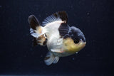 Short Body Thai Oranda  Panda 4 Inch (ID#0110T14b-104) Free2Day SHIPPING