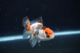 Juvenile Thai Oranda  Tricolor 3.5 Inch (ID#1126To13b-69) Free2Day SHIPPING