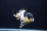 Short Body Thai Oranda  Panda 4 Inch (ID#0110T14b-104) Free2Day SHIPPING