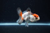 Juvenile Thai Oranda  Tricolor 3.5 Inch (ID#1126To13b-69) Free2Day SHIPPING