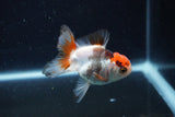 Juvenile Thai Oranda  Tricolor 3.5 Inch (ID#1126To13b-69) Free2Day SHIPPING