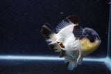 Short Body Thai Oranda  Panda 4 Inch (ID#0110T14b-104) Free2Day SHIPPING