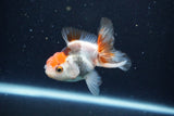 Juvenile Thai Oranda  Tricolor 3.5 Inch (ID#1126To13b-69) Free2Day SHIPPING