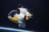 Short Body Thai Oranda  Panda 4 Inch (ID#0110T14b-104) Free2Day SHIPPING