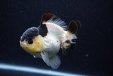 Short Body Thai Oranda  Panda 4 Inch (ID#0110T14b-104) Free2Day SHIPPING