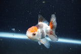 Juvenile Thai Oranda  Tricolor 3.5 Inch (ID#1126To13b-69) Free2Day SHIPPING