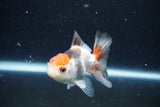 Juvenile Thai Oranda  Tricolor 3.5 Inch (ID#1126To13b-69) Free2Day SHIPPING