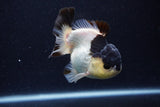 Short Body Thai Oranda  Panda 4 Inch (ID#0110T14b-104) Free2Day SHIPPING