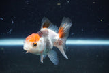 Juvenile Thai Oranda  Tricolor 3.5 Inch (ID#1126To13b-69) Free2Day SHIPPING