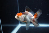 Juvenile Thai Oranda  Tricolor 3.5 Inch (ID#1126To13b-69) Free2Day SHIPPING