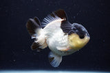 Short Body Thai Oranda  Panda 4 Inch (ID#0110T14b-104) Free2Day SHIPPING